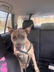 Found/Stray Female Dog last seen N sharon amity, Charlotte, NC 28215