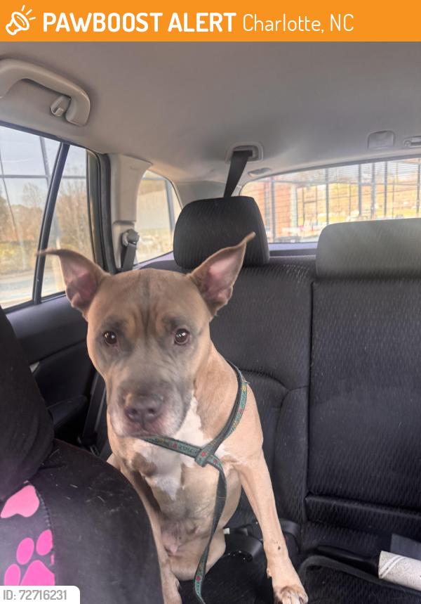 Found/Stray Female Dog last seen N sharon amity, Charlotte, NC 28215