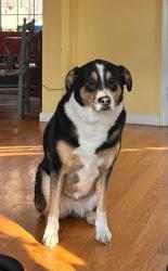 Lost Female Dog last seen Abeyance and Moncure Pittsboro Rd , Chatham County, NC 27559