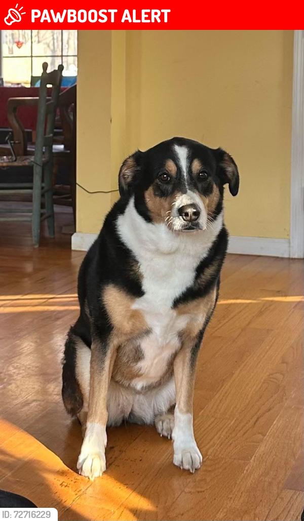 Lost Female Dog last seen Abeyance and Moncure Pittsboro Rd , Chatham County, NC 27559