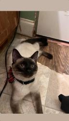 Lost Male Cat last seen mims rd, Hephzibah, GA 30815