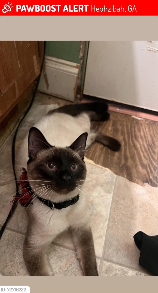 Lost Male Cat last seen mims rd, Hephzibah, GA 30815