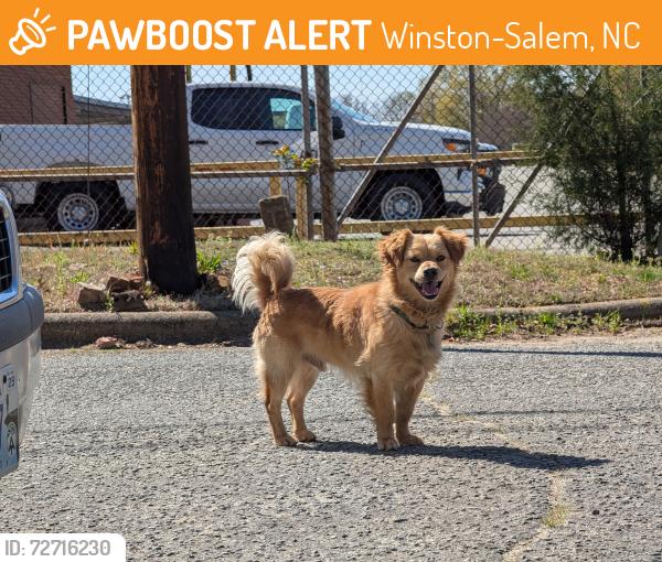 Found/Stray Male Dog last seen At intersection of Airy Ct and Morsinie St, Winston-Salem, NC 27107