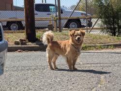 Found/Stray Male Dog last seen At intersection of Airy Ct and Morsinie St, Winston-Salem, NC 27107