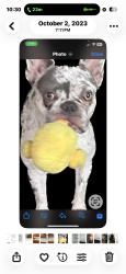 Lost Female Dog last seen Topanga Canyon and San. Miguel, Los Angeles, CA 91364