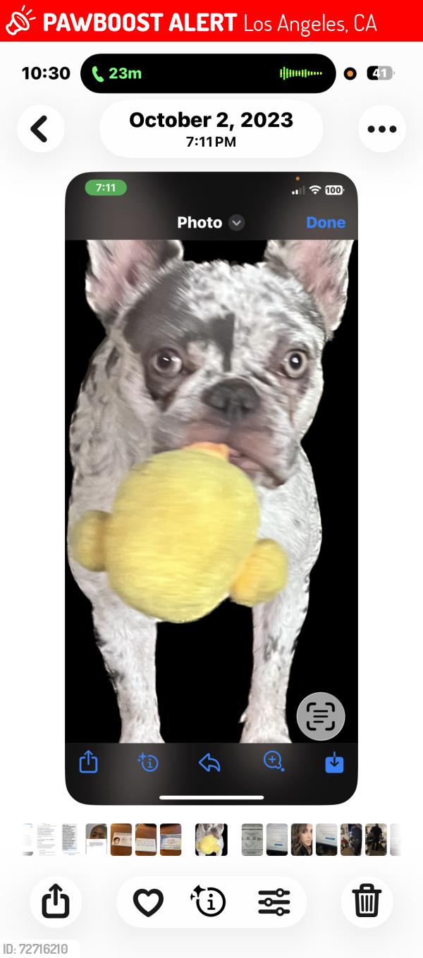 Lost Female Dog last seen Topanga Canyon and San. Miguel, Los Angeles, CA 91364