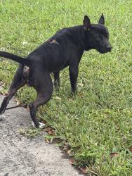 Found/Stray Male Dog last seen Gland , Miami, FL 33125
