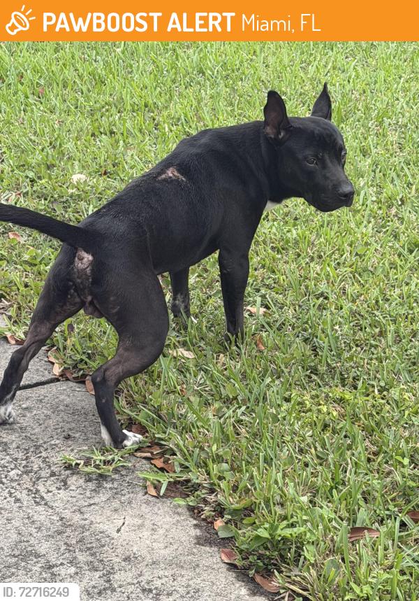Found/Stray Male Dog last seen Gland , Miami, FL 33125
