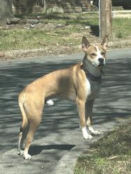 Found/Stray Male Dog last seen At intersection of Airy Ct and Morsinie St, Winston-Salem, NC 27107