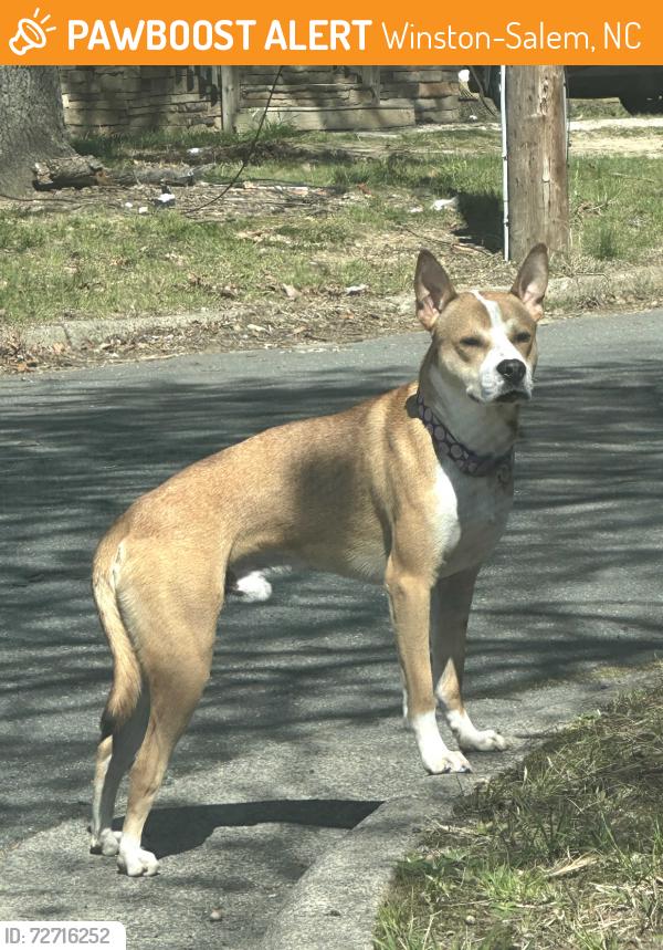 Found/Stray Male Dog last seen At intersection of Airy Ct and Morsinie St, Winston-Salem, NC 27107