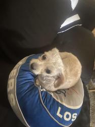 Lost Female Dog last seen Barrydale st , City of Industry, CA 91746