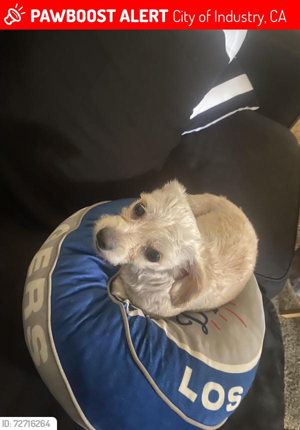 Lost Female Dog last seen Barrydale st , City of Industry, CA 91746