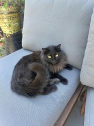 Lost Female Cat last seen Upper Oneonta Drive, near Jessica Triangle, Los Angeles, CA 90065