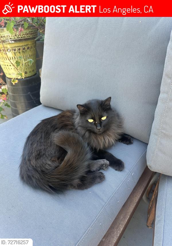 Lost Female Cat last seen Upper Oneonta Drive, near Jessica Triangle, Los Angeles, CA 90065