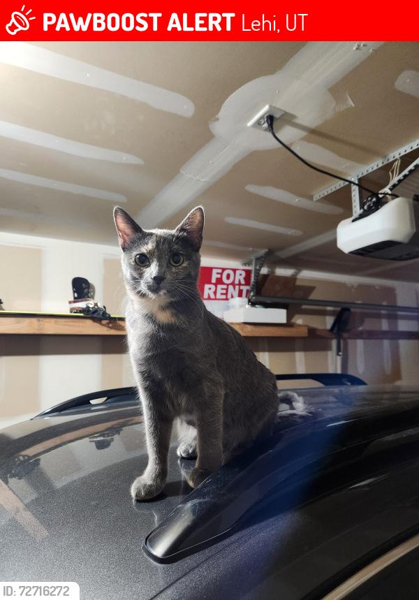 Lost Female Cat last seen IHC Urgent care, Lehi, UT 84043