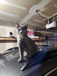Lost Female Cat last seen IHC Urgent care, Lehi, UT 84043