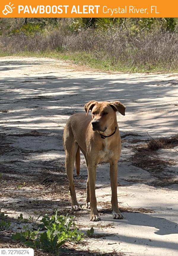 Found/Stray Unknown Dog last seen N candle pt Crystal River , Crystal River, FL 34429