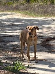 Found/Stray Unknown Dog last seen N candle pt Crystal River , Crystal River, FL 34429