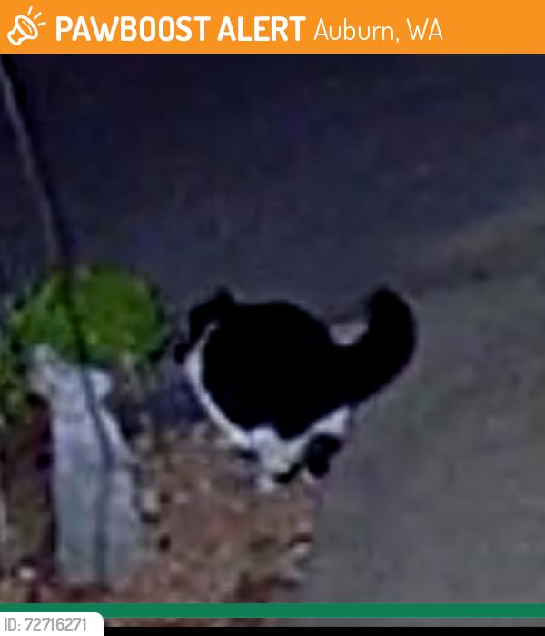 Found/Stray Unknown Cat last seen 340th near red barn ranch, Auburn, WA 98092