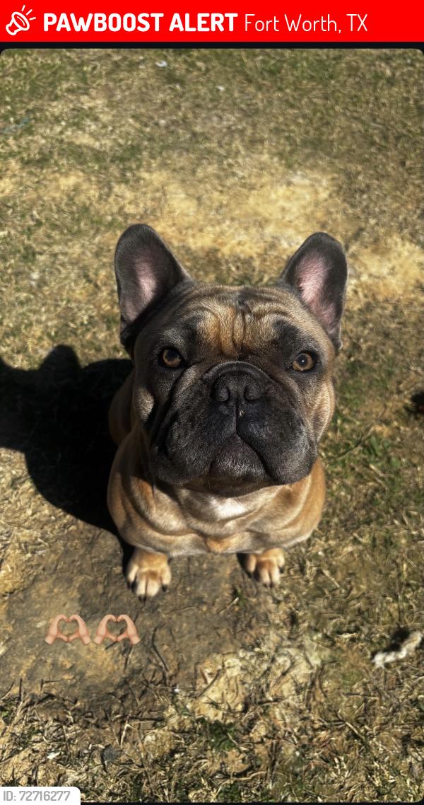Lost Male Dog last seen SILVER SPRINGS DR, Fort Worth, TX 76123