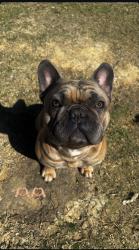 Lost Male Dog last seen SILVER SPRINGS DR, Fort Worth, TX 76123