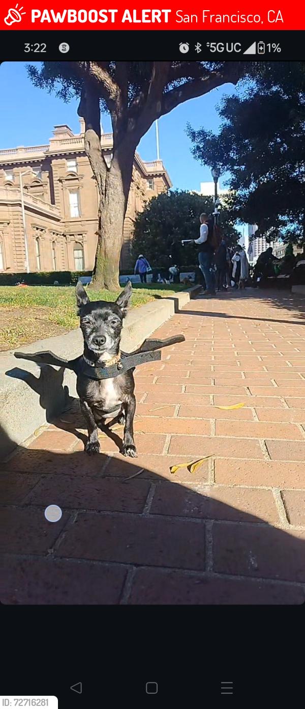 Lost Female Dog last seen Taylor and California st, San Francisco, CA 94108