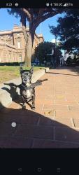 Lost Female Dog last seen Taylor and California st, San Francisco, CA 94108