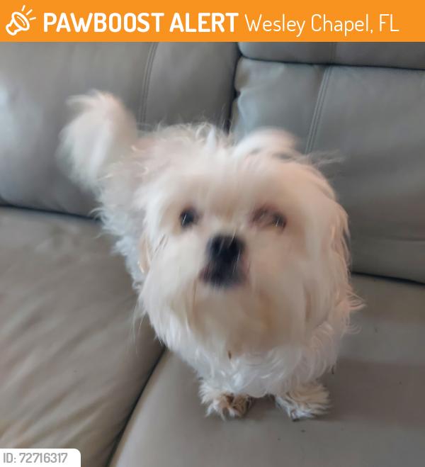 Found/Stray Unknown Dog last seen Riversid crossing, Wesley Chapel, FL 33543