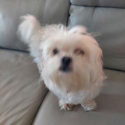 Found/Stray Unknown Dog last seen Riversid crossing, Wesley Chapel, FL 33543
