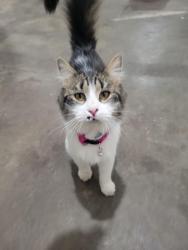 Found/Stray Unknown Cat last seen Near Como ave SE, Saint Paul, MN 55108