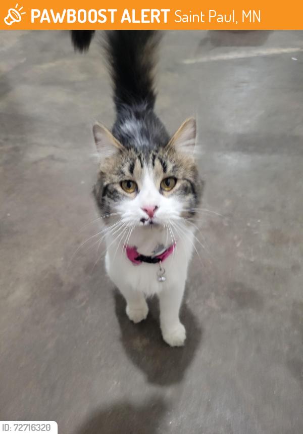 Found/Stray Unknown Cat last seen Near Como ave SE, Saint Paul, MN 55108