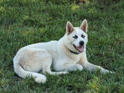 Lost Male Dog last seen Dewy Rose post office, Dewy Rose, GA 30634