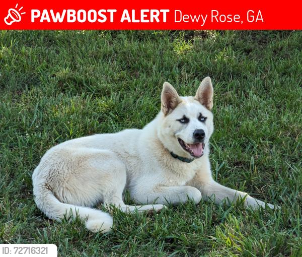 Lost Male Dog last seen Dewy Rose post office, Dewy Rose, GA 30634