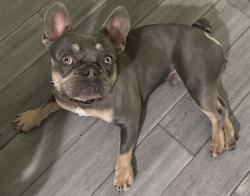 Lost Male Dog last seen Old Parkwood area in madera ca, Madera, CA 93637