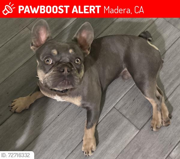 Lost Male Dog last seen Old Parkwood area in madera ca, Madera, CA 93637