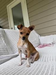 Found/Stray Male Dog last seen Dyreheaven dr, Tallahassee, FL 32317