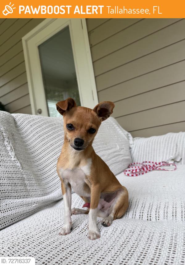 Found/Stray Male Dog last seen Dyreheaven dr, Tallahassee, FL 32317