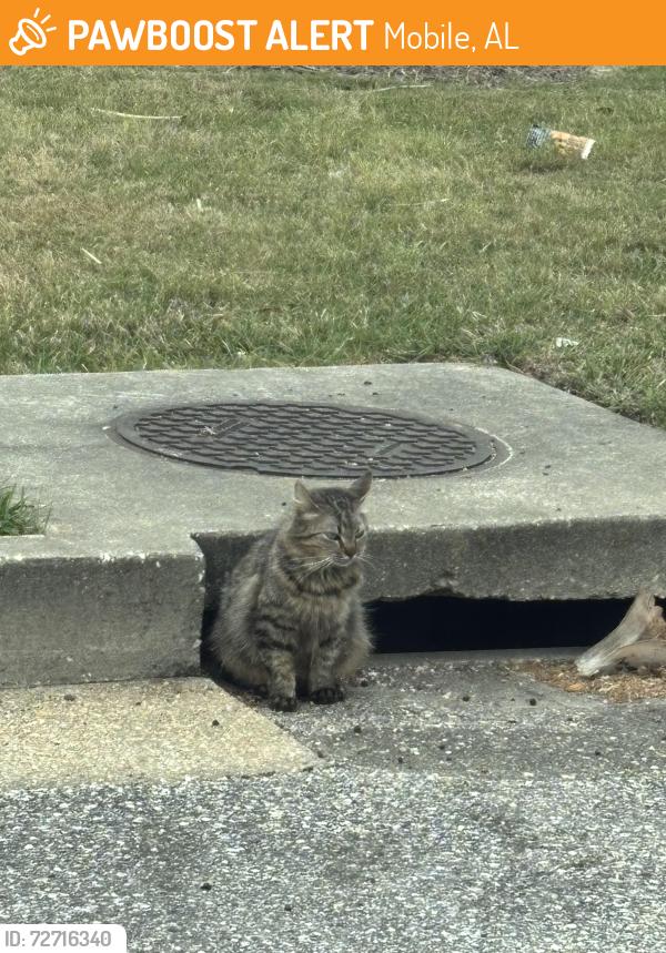 Found/Stray Unknown Cat last seen Drain at Men’s Wearhouse , Mobile, AL 36606