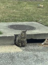 Found/Stray Unknown Cat last seen Drain at Men’s Wearhouse , Mobile, AL 36606