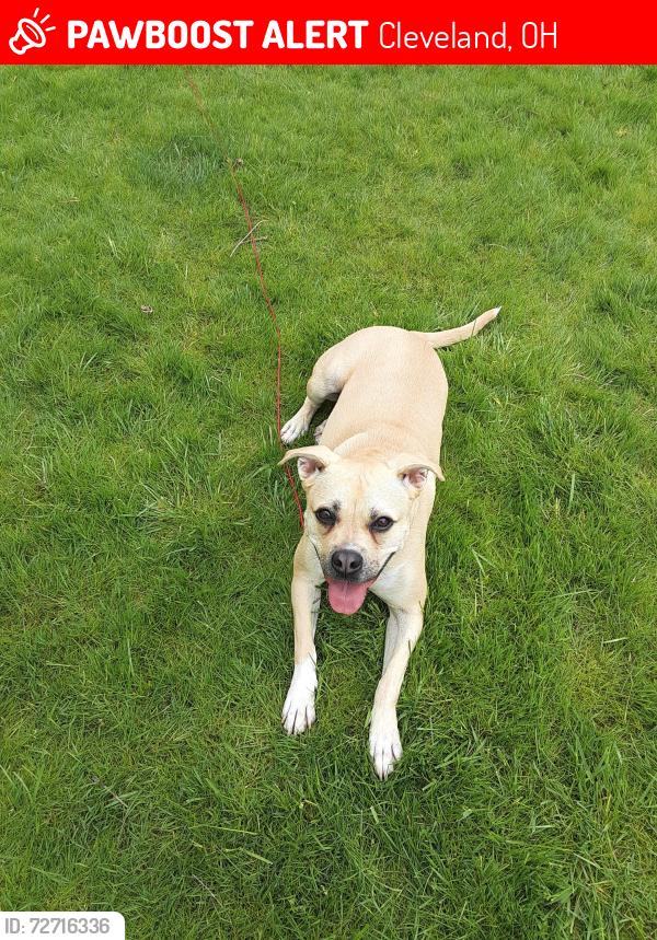 Lost Female Dog last seen Union Miles area, Cleveland, OH 44105