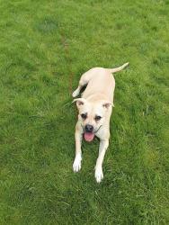 Lost Female Dog last seen Union Miles area, Cleveland, OH 44105