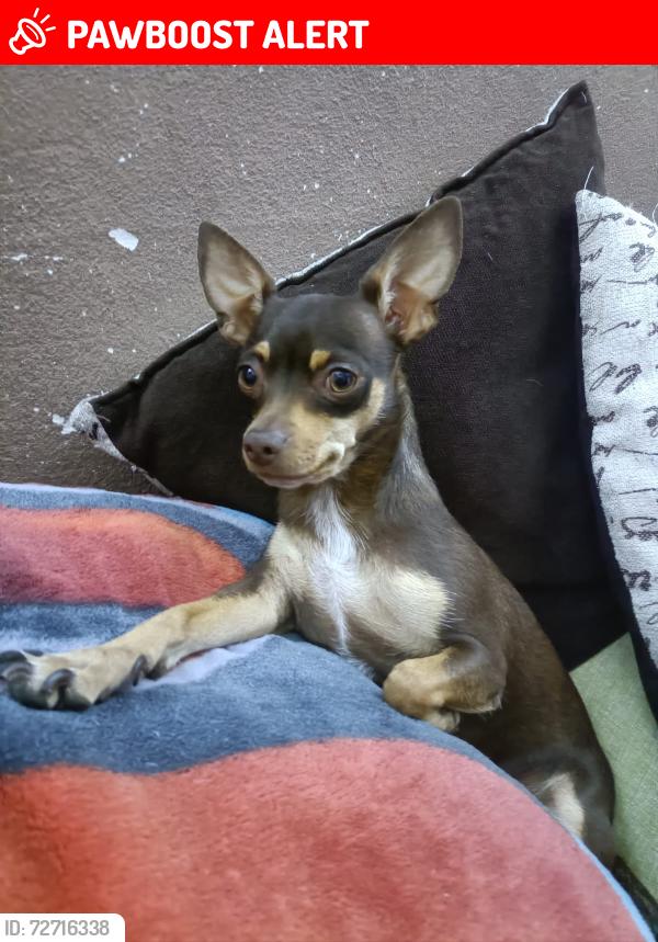 Lost Female Dog last seen Av 5 oriente 1613, barrio de co puebla, pue, Heroica Puebla de Zaragoza, Pue. 