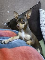 Lost Female Dog last seen Av 5 oriente 1613, barrio de co puebla, pue, Heroica Puebla de Zaragoza, Pue. 
