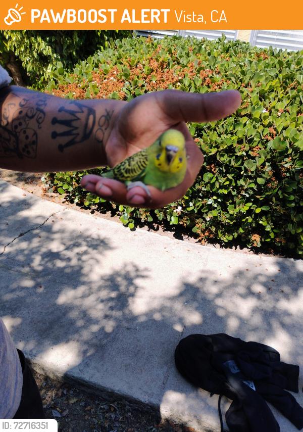 Found/Stray Unknown Bird last seen E.vista way and Palomar pl., Vista, CA 92084