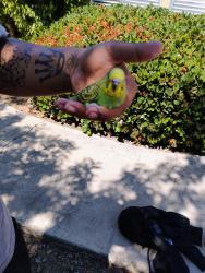 Found/Stray Unknown Bird last seen E.vista way and Palomar pl., Vista, CA 92084