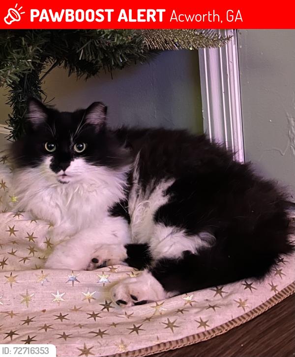 Lost Female Cat last seen Summer Place neighborhood, Acworth, GA 30102