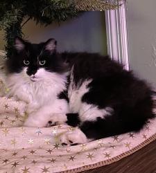 Lost Female Cat last seen Summer Place neighborhood, Acworth, GA 30102