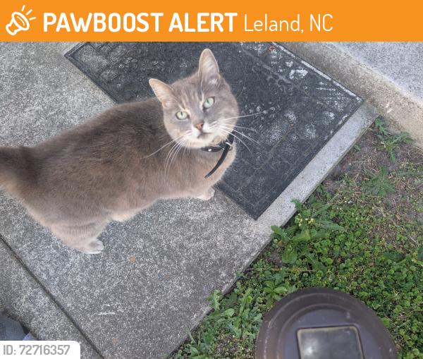 Found/Stray Unknown Cat last seen hse on Kingsworth Lane SE, Leland, NC 28451