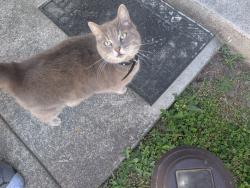 Found/Stray Unknown Cat last seen hse on Kingsworth Lane SE, Leland, NC 28451