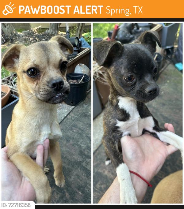 Found/Stray Unknown Dog last seen Autumn Springs Ln, Spring, TX 77373